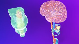 3D Medulla Embryology  Rhombencephalon Embryology Part 2  Neuroembryology Part 5 [upl. by Ayekahs]