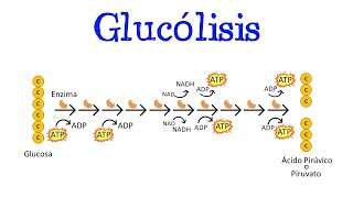 💥 Glucólisis 💥 Para principiantes  Generalidades Fácil y Rápido  BIOLOGÍA  QUÍMICA [upl. by Bierman]