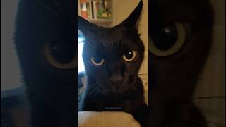 Black cat behavior😂blackcat cutecat catsoftiktok catlover fyp funny [upl. by Slaohcin446]