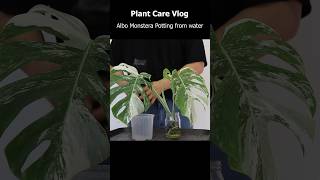 Lets potting Albo monstera cutting from water to soil 🌿 indoorplantscare plantshorts [upl. by Oremar989]