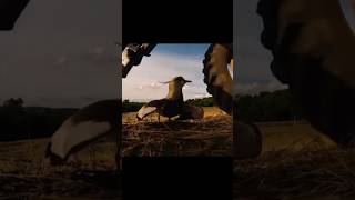 lapwing selatan [upl. by Inaliak520]