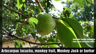 monkey fruit Monkey Jack barhar Artocarpus lacucha [upl. by Rausch]