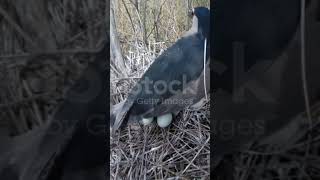 Bird with EggShortsEgg Hatching Tips Channel [upl. by Verger290]