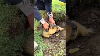 Small Animal Stronger Than Humans shortsvideo [upl. by Dougherty]