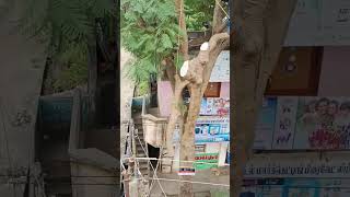 Sabarinathan tree cutter pattukkottai 8072635013 service [upl. by Tewfik]