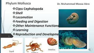 Phylum Mollusca Class Cephalopoda Locomotion Digestion Reproduction Development and learning [upl. by Panthea]