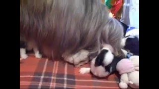 BEARDED COLLIE GREMONTREE  YVONNES PUPPIES 23°giorno [upl. by Sybila381]