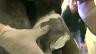 Veterinarian Quick Takes Scott Morrison Quarter Crack Repair [upl. by Virgilia]