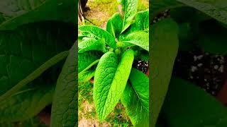 What Are The Benefits Of Planting Comfrey In Your Garden comfrey gardeningtips homeinthesticks [upl. by Llywellyn]