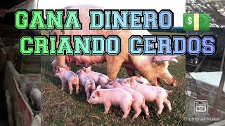 EMPIEZA UN NEGOCIO CRIANDO CERDOS DE ENGORDE🐖 [upl. by Fellner]