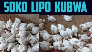 SOKO LA KUKU LIPO HASA KIPINDI HIKI👆👆 [upl. by Tobie]