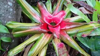 Gardening with Gabriel  Summer Chaos Garden Tour at Bromeliad Kingdom [upl. by Lednik]