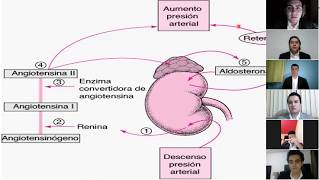 Mecanismos de acción de los Mineralocorticoides [upl. by Seroled]