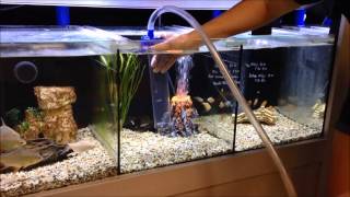 How to use a gravel vac to vacuum your aquarium [upl. by Syl]