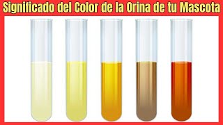 💘 SIGNIFICADO DEL COLOR DE LA ORINA DE MI PERRO O GATO 👉👉 AMARILLO ROJO NARANJA NEGRA ROSADA [upl. by Haase767]