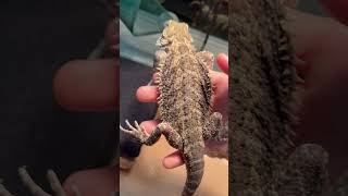 Kibbles kidnappingbeardeddragon funnymemes lol [upl. by Fabio]