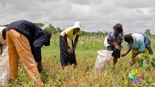 Giving cowpea farmers a choice [upl. by Patrica688]