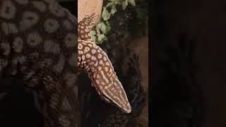 Spiny Tailed Monitor Komodo Dragons cousin [upl. by Ajnotal]