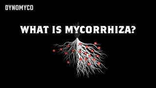 What Is Mycorrhiza  DYNOMYCO [upl. by Tarkany455]