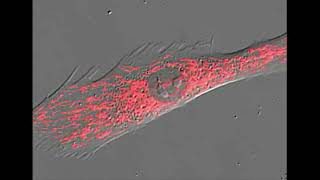 déplacement des mitochondries dans une cellule vivante [upl. by Nrubua]