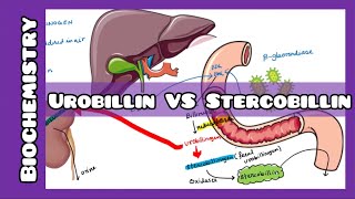 Urobillin VS Stercobillin  Biochemistry [upl. by Annola]