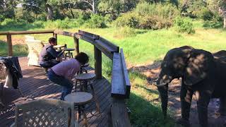 Amazing Encounter with Wild Elephants Kruger National Park [upl. by Maisie]