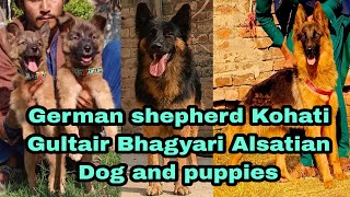 German shepherd Kohati Gultair Bhagyari Alsatian Dogs and puppies 03139393944 pet [upl. by Hebbe905]