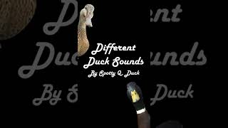 Mallard Duck Sounds [upl. by Woodford]