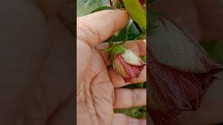 GurhalArhul ka phoolhealthy plant healthy flower viral yt [upl. by Kissee963]