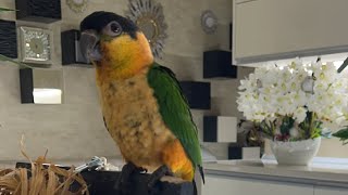 PIPOampPICO🦜💚 este liveATENȚIE PIPO FURĂ O MARGELUȚĂ😱🤪🦜💚 [upl. by Chenee329]