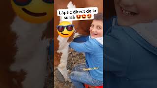 Lapte direct de la sursă 👍😍 goviral lapte sursa sigura natural vacuță viralreels [upl. by Gresham]