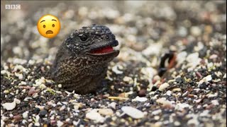 Iguana vs Snakes funny commentary BBC Earth [upl. by Nelon389]