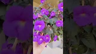 Achimenes kağıt çiçeği çiçek çiçeklerim flors flowers çiçekbakımı ورد flores bahçe cicek [upl. by Veal466]