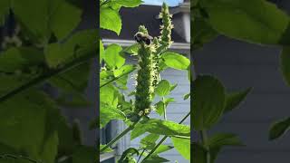 Grew this Yellow Giant Hyssop from seed swapped with NativePlantSocietyofNewJersey nativeplants [upl. by Cristiona]