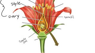 Angiosperm Life Cycle [upl. by Oninrutas658]