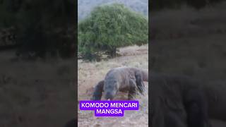 KOMODO MENCARI MANGS komodotrip animals wildlife reptiles komodotour komodoisland ntt [upl. by Bois]