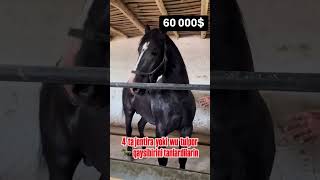 60 000  ga OT olindi arziydimibuqa buqaboqish buqalar mol qoy cow qoybozor molbozor rek [upl. by Ahsila]