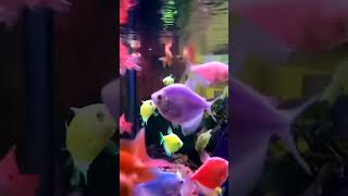 One inch two inch song bgm fish stetus [upl. by Cohin100]