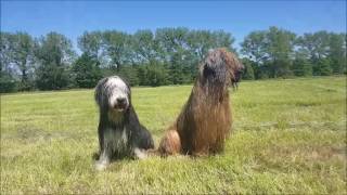 Briard and Bearded collieViki and Joy [upl. by Avaria503]