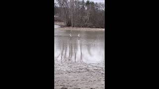 Sandhill Cranes Grus canadensis Drayton Plains Nature Center 11 Feb 24 [upl. by Kleper922]