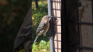 Yellowrumped warbler on the suet feeder [upl. by Einallem]