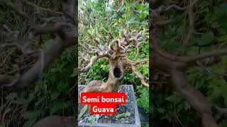 Semi bonsai Guava bonsai bonsaiprojects bonsaiideas bonsaitree gardening bonsaipassion [upl. by Shanks]