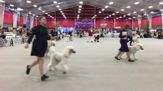 Poodle Club of America PCA 2017 Parade of Champions [upl. by Lamont]