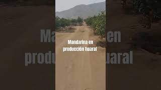 Mandarina en producción huaral [upl. by Madel]