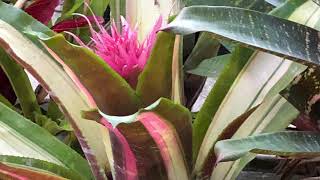 Bromeliad Aechmea Supernova  MUTANT seedling [upl. by Laehcym]