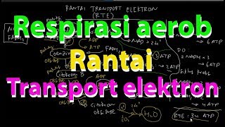 Rantai Transport Elektron Respirasi Aerob [upl. by Elayne]