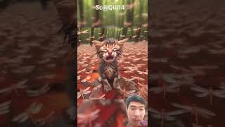 Kucing dan capung uren cat catlover animals kitten cutecat music instrumental ringtonebeats [upl. by Ahseal]