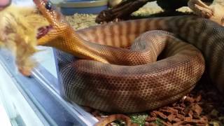 Woma python feeding [upl. by Ermentrude]