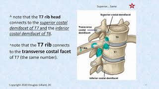 Thoracic Spine Anatomy Part 2 [upl. by Elokyn]