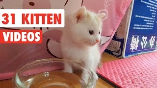 31 Funny Kittens  Cat Video Compilation 2017 [upl. by Hsiri]